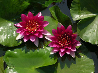 Hard Waterlily 