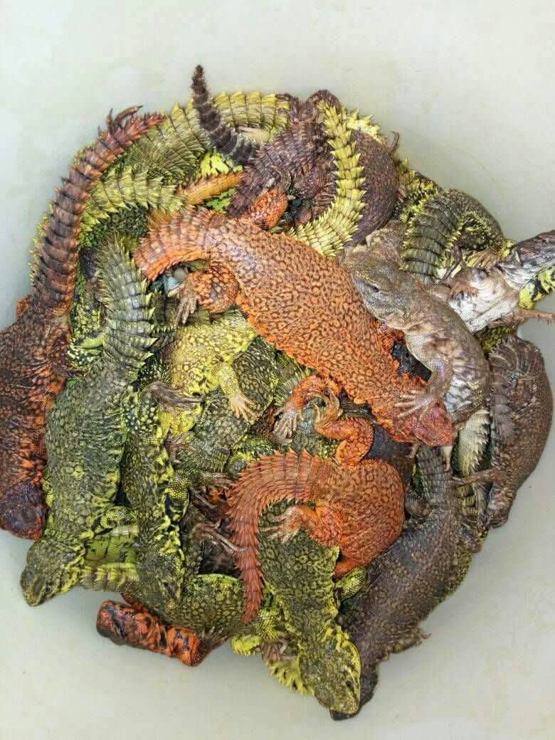 Carpet vipers , cobra and other venomous snakes , other Reptile , Birds  , Sulcata,turtles available